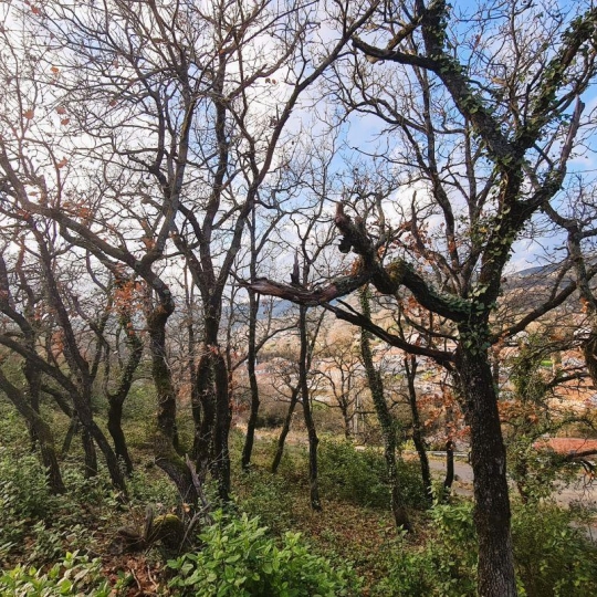  Annonces MONTELIMAR : Terrain | LE TEIL (07400) | 0 m2 | 85 000 &euro; 