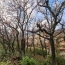  Annonces MONTELIMAR : Terrain | LE TEIL (07400) | 0 m2 | 85 000 &euro; 